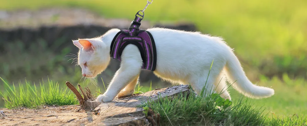 Rabbitgoo cat dishes with leash dishes cats outbreakingly adjustable soft with reflective stripes for cats kitten purple lil l l (1 Pack) purple - kitten