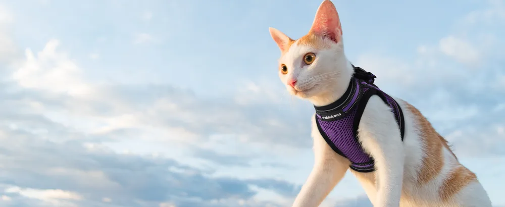 Rabbitgoo cat dishes with leash dishes cats outbreakingly adjustable soft with reflective stripes for cats kitten purple lil l l (1 Pack) purple - kitten