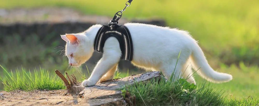rabbitgoo cat dishes leash set crockery for cats breakout cat leash adjustable soft kitten vest with reflective stripes for extra small small cats cat harness l (1 Pack) black - Katzengeschirr