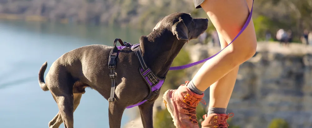 Joytale dog harness medium -sized dogs reflective soft padded dogs scrapes anti -train adjustable breathable breast dishes with safe simple control handle purple m m (1 Pack) purple - Hundegeschirr