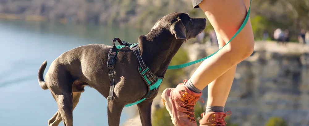 Joytale dog harness medium -sized dogs reflective soft padded dogs scrapes anti -train adjustable breathable breast dishes with safe simple control handle turquoise m m (1 Pack) turquoise - Hundegeschirr