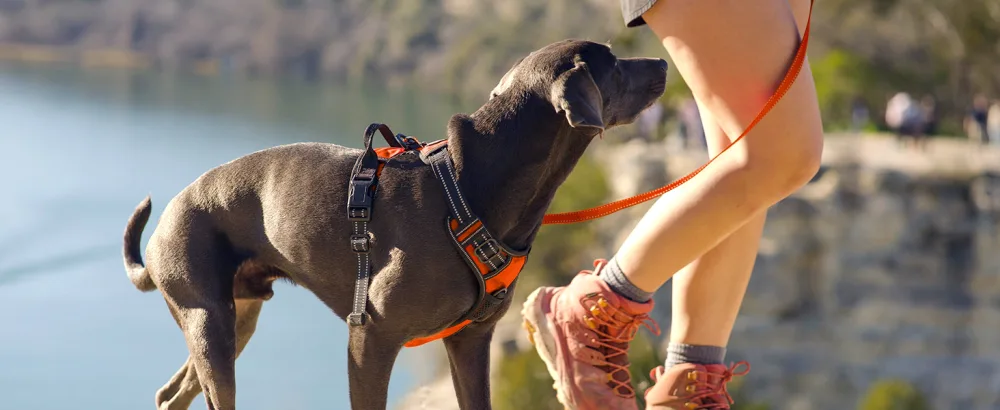 Joytale dog harness medium -sized dogs reflective soft padded dogs scrapes anti -train adjustable breathable breast dishes with safe simple control handle orange m m (1 Pack) orange - Hundegeschirr