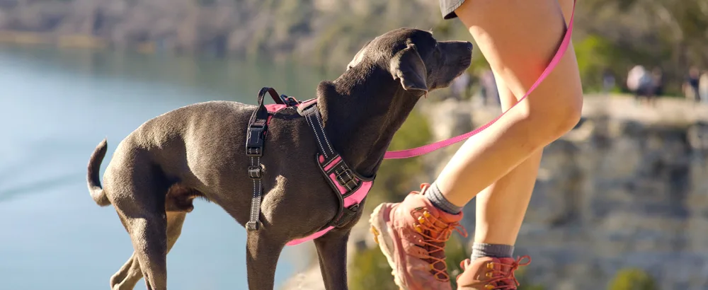 Joytale dog harness medium -sized dogs reflective soft padded dogs scrapes anti -train adjustable breathable breast tableware with safe simple control handle pink m m (1 Pack) pink - Hundegeschirr