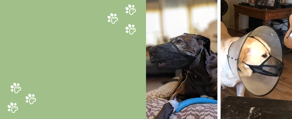 Muzzle for dogs soft muzzle for small medium-sized and large dogs adjustable puppy muzzles for catching bite licking and chewing enables blacks and drink Black L- (snout: 10 "-12 ") - dog muzzle for anti licking