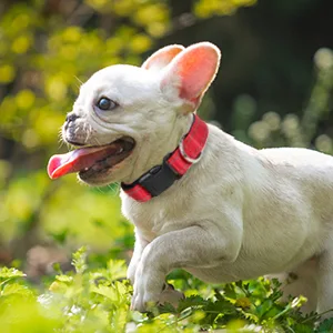 Joytale Dog Collar Reflective Dog Collar Large Dogs XL Red XL (Pack of 1) Red - medium dog collar