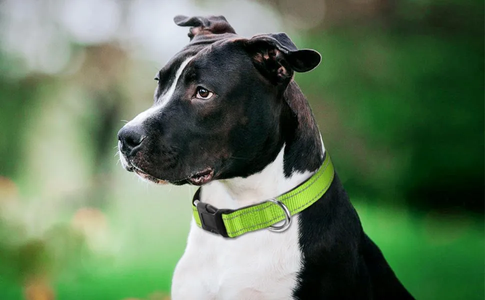 Joytale Dog Collar Reflective Dog Collar for Medium-Sized Dogs M Green M (Pack of 1) Green - dog collar and leash set