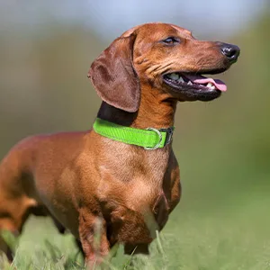 Joytale Dog Collar Reflective Dog Collar for Medium-Sized Dogs M Green M (Pack of 1) Green - small dog collar