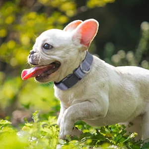 Joytale Dog Collar Reflective Dog Collar for Small Dogs S Grey S (Pack of 1) Grey - medium dog collar