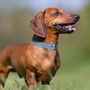 Joytale Dog Collar Reflective Dog Collar for Small Dogs S Grey S (Pack of 1) Grey - small dog collar