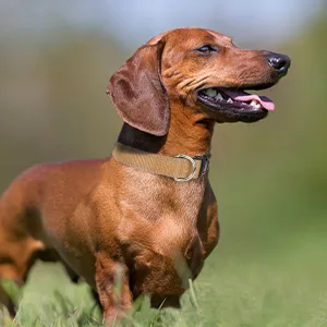 Joytale Dog Collar Reflective Dog Collar for Large Dogs L Brown L (Pack of 1) Brown - small dog collar