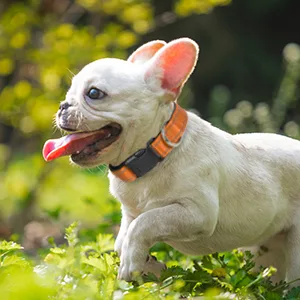 Joytale Dog Collar Reflective Dog Collar Small Dogs S Orange S (Pack of 1) Orange - medium dog collar