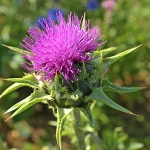 Nutri + Mary thistle Artichoke Dandeline complex - 60 capsules highly dose with Silymarin Cynarin - Mary thistle capsules Mary thistle extract Art talcon extract Liene extract 38 g (1 Pack) - Mariendistel Kapseln mit Artischocke und Löwenzahn