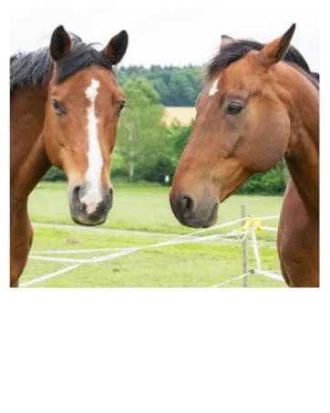 Eggersmann delicious bricks raspberry - horseecker raspberry - treats for horses and ponies - 1 kg bag raspberry 1 kg (1 Pack) - Eggersmann Pferdefutter Eggersmann Mineralfutter Eggersmann Mein Pferdefutter