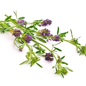 Fairvital | Alfalfa tablets - 125mg alfalfa extract per tablet - Medicago sativa (alfalfa) - VEGAN - 250 tablets - product information 13