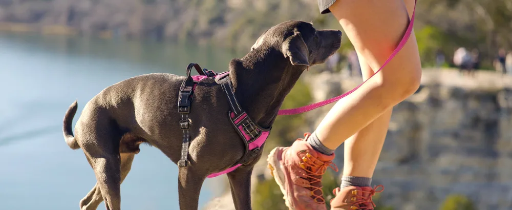 Joytale dog harness Small dogs reflective soft padded dogs curve ant train adjustable breathable breast harness with safe simple control handle bright pink s s (1 pack) bright pink - Hundegeschirr