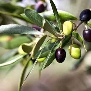 Fairvital | Olive leaf extract 500mg - HIGH DOSE with 20% oleuropein - VEGAN - Olea europaea - 90 capsules - Fairvital