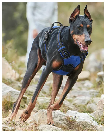 Eagloo dog harness Large dogs anti -train dog harness with reflex strips and control adjustable and adjustable dish Dog large chest harness for labrador blue L l (1 Pack) blue - product information 8