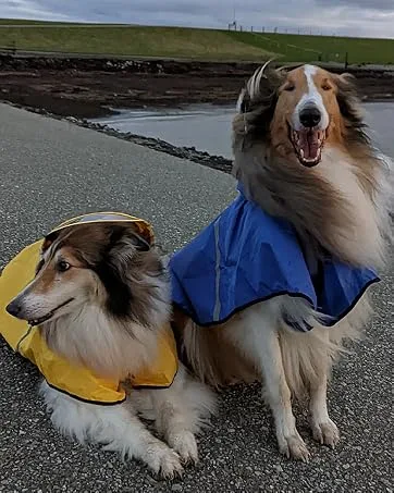 Docio dogs raincoat rain jacket with a hood & collar hole & reflective strip waterproof dog jacket for medium -sized large dogs 3xl blue 3xl (1 Pack) blue - product information 3