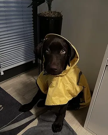 Docio dogs raincoat rain jacket with a hood & collar hole & reflective strip waterproof dog jacket for medium -sized large dogs 3xl blue 3xl (1 Pack) blue - product information 5