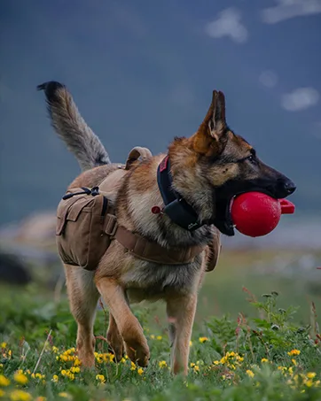 OneTigris Mammoth Dog Backpack 2.0 Version Tear Camping Hiking Dog Backpack for M/L Size Dogs (L Orange) L Orange - Hunderucksack