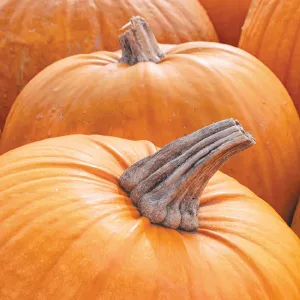 FarmHouse Fresh Splendid Dirt Nutrient-Rich Mud Mask , 3.2 Fl Oz - pumpkin