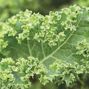 FarmHouse Fresh Kale Water Weightless Moisturizer, 2.5 Fl Oz - Kale