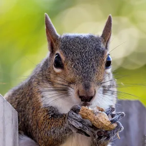 THE AMISH ECO-FARM | Raw Peanuts in Shell Fancy 5 lbs. (Great for Boiling, Squirrels and birds) - Squirrels feed
