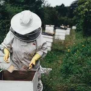 Pollen / bees pollen in premium beekeeping quality from beekeeping pure 1 kg completely residue-free sweet mild (conventional) 1 kg (1 Pack) - Imker