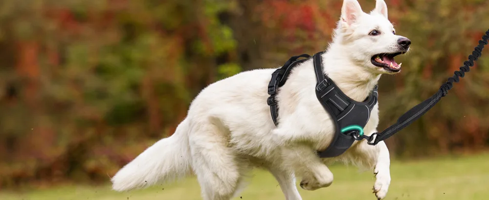 rabbitgoo no-pull dog harness for medium-sized dog puppy harness adjustable soft dishes safe control chest harness padded black m (1 Pack) black - hundegeschirr
