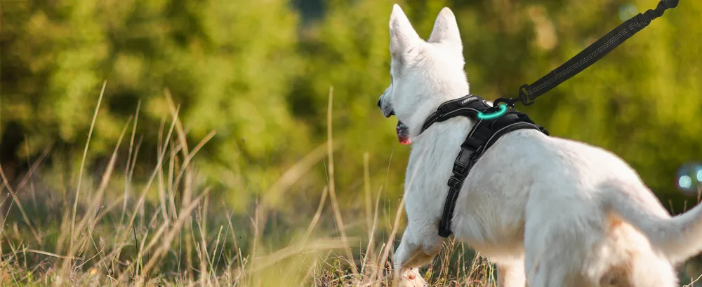 rabbitgoo no-pull dog harness for medium-sized dog puppy harness adjustable soft dishes safe control chest harness padded black m (1 Pack) black - hundegeschirr