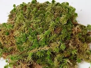 Sphagnum moss for terrariums and orchids from Chile 2 x 1000 g 2x1000gr - Sphagnum Moos lebend