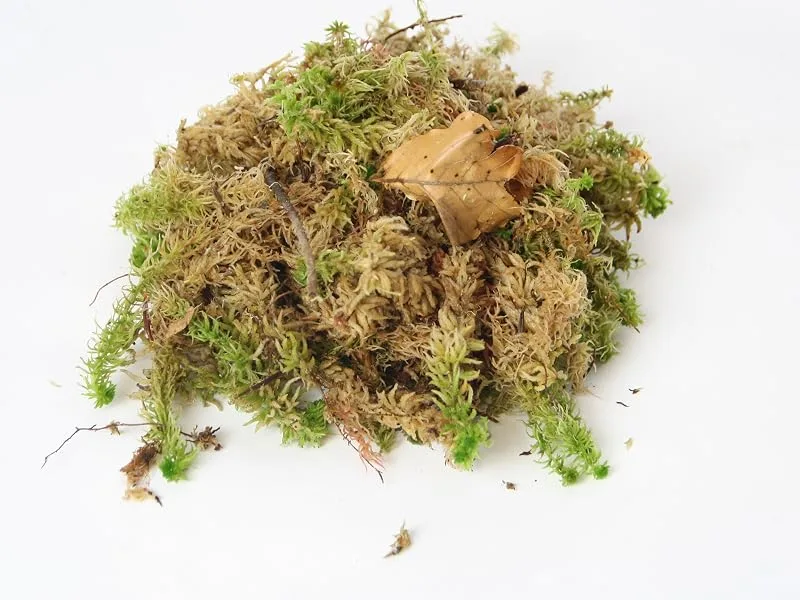 Fresh Sphagnum Moss live 1 kg for orchids and terrariums - Sphahnum Moos lebend