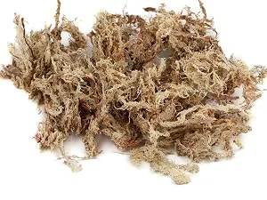 Fresh Sphagnum Moss live 5 kg for orchids and terrariums - Chile Moos nah