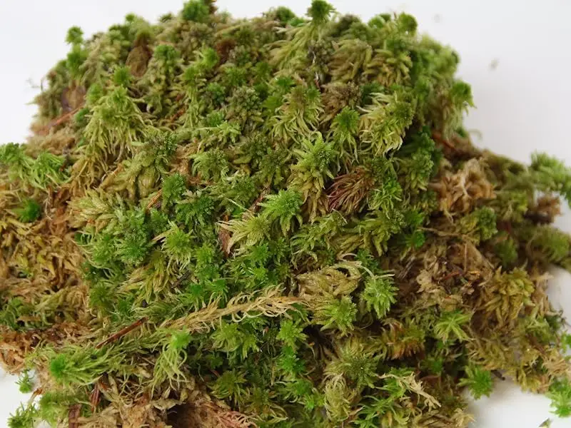 Fresh Sphagnum Moss live 5 kg for orchids and terrariums - Sphagnum Moos lebend