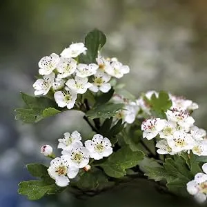 Powerful tea with bitter substances for regeneration and relaxation100% natural ingredients without artificial additives |Herbal tea with hawthorn dandelion & Odermennig - Weißdorn