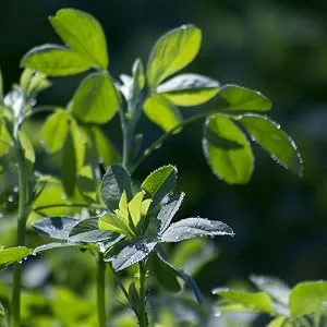 BioKing 400g ALFA ALFA powder for nutritional supplements from controlled organic cultivation - Alfalfa