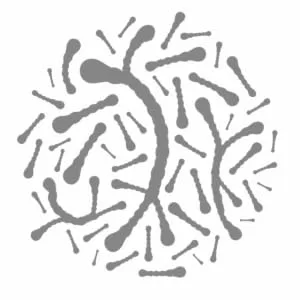 Lactobacillus sakei Pur 1 billion (1 x 10 9) CFU 290 handmade capsules. Ideal for supporting the nose and sinuses - bifido