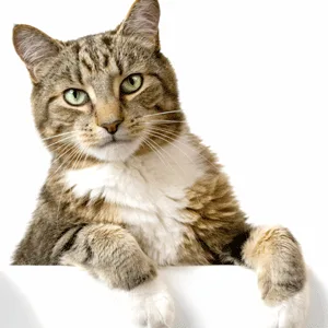 Dola Nail fold OEL 7 ml - Katze