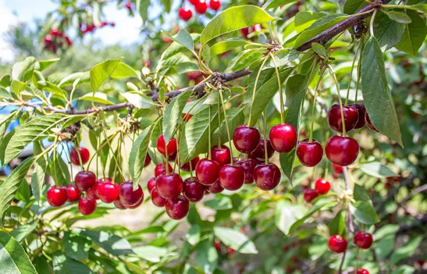 Amarena-cherry ice cream patch for fruity aromatic ice cream also for refining delicious ice cream desserts drinks chocolates cakes and much more content 250 g - Amarena Kirsch Eispaste