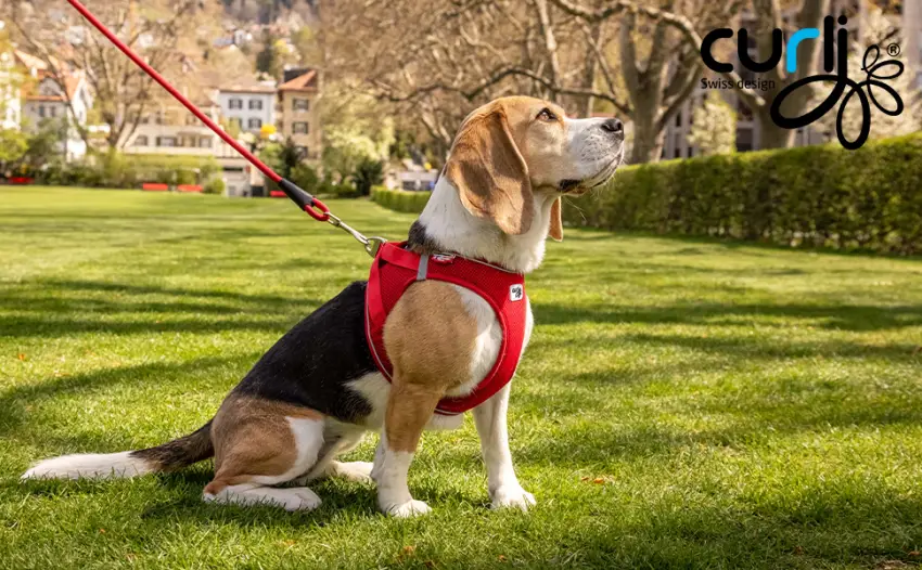 Curli Magnetic Vest Harness V2 Dog harness (magnetic D-rings stretch air-mesh upper material size adjustable reflective hem gr. XS red) red xs striped - product information 1