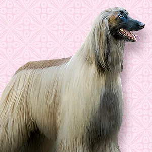 PETUXE Activator for dogs and water 300 ml - Hundeshampoo