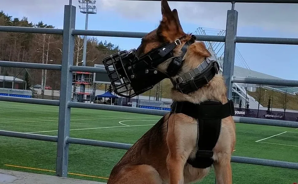 Dingo gear rubberized metal muzzle for malinois dog professional comfortable universal product for long walks S03048 Malinois L - maulkorb