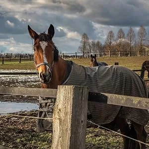 Labu Horse Repellenstift - fliegendecke pferde insektenschutz brama-west