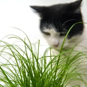 Common cat grass (Cyperus alternifolius 'Zumula') (3) - Katzengras, Tierfutter. Zimmerpflanze