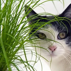 Common cat grass (Cyperus alternifolius 'Zumula') (3) - Liebling, Katzengras