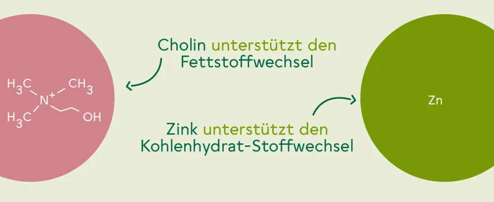 BitterLiebe Fitness Package mild - bitter drops without alcohol and metabolism* complex in a special offPackage - Stoffwechsel Premium Plus 3