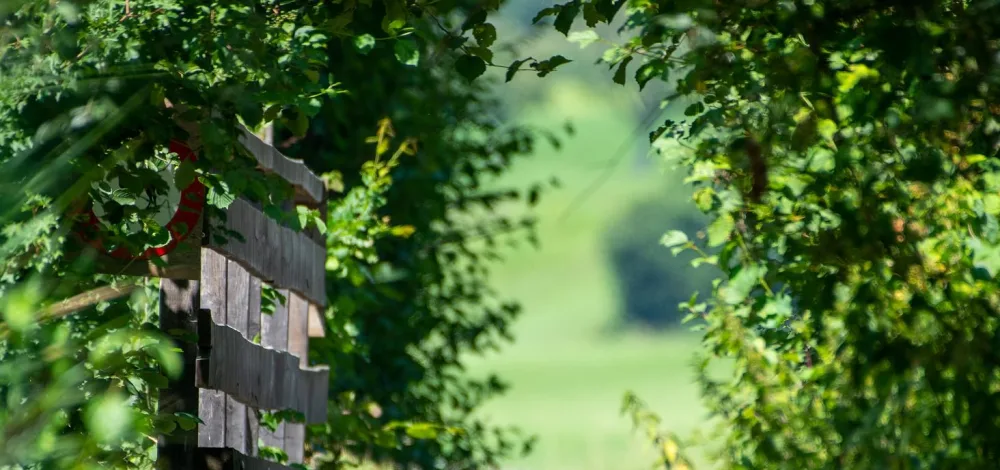 Red currant 'Rovada ' - Half standard Half standard - In container Rovada - Schlüter Garten Schlüter Pflanzenhandel Versand