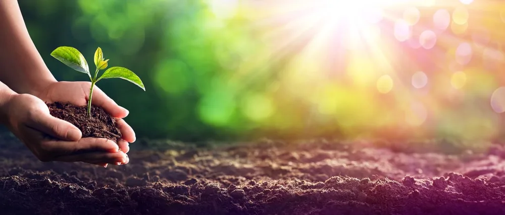 Life Solution - Bio Chlorella Tabs (pressed tablets) - approx. 750 pieces of 400mg - Pflanzen