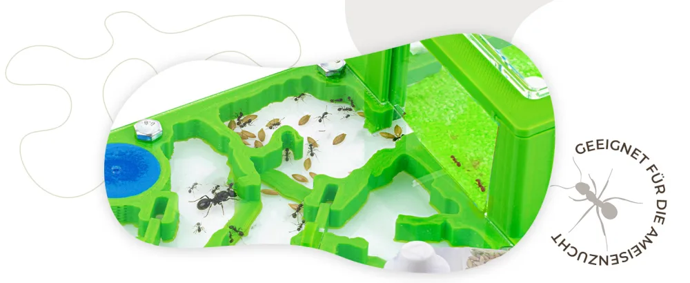 AntHouse 50g Type I Seed Mix for Granivorous Queens Ants and Ants Colony - Semillas