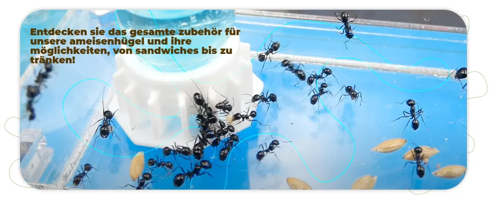 AntHouse 50g Type I Seed Mix for Granivorous Queens Ants and Ants Colony - Semillas